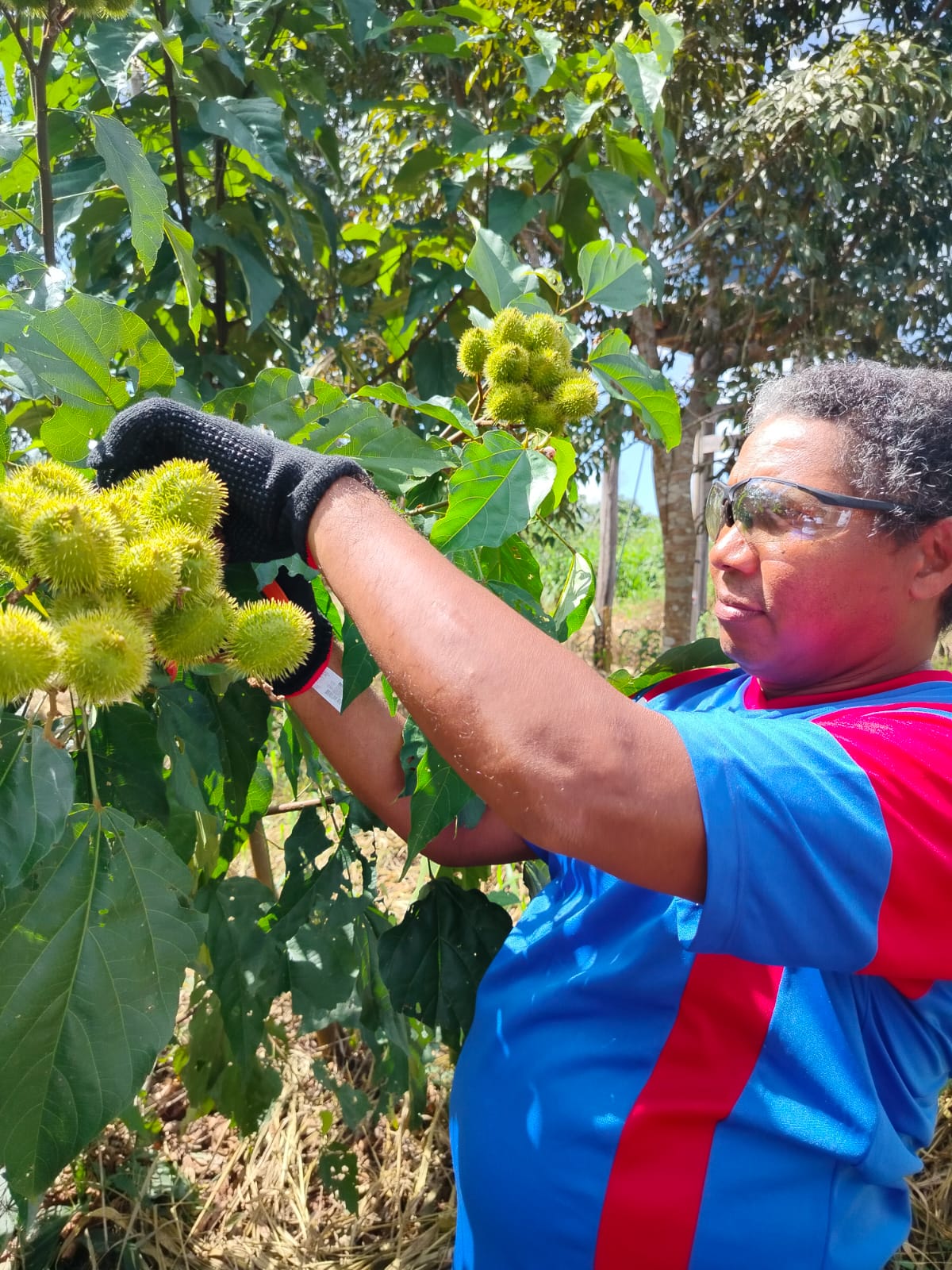 Agricultora colhendo frutos de urucum